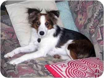 sheltie terrier mix