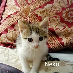 Thumbnail photo of Neko #3