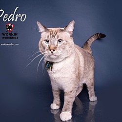 Photo of PEDRO