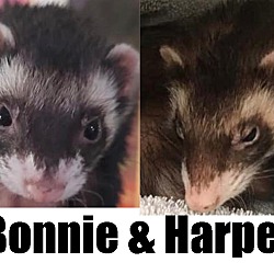 Photo of Bonnie and Harper