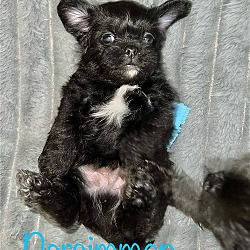 Thumbnail photo of Kiwi Pup Persimmon #1