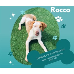 Photo of ROCCO