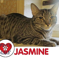 Photo of Jasmine