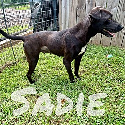 Thumbnail photo of Sadie #1