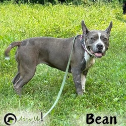 Thumbnail photo of Bean #2