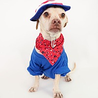 adopt a pet