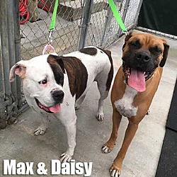 Thumbnail photo of Max/Daisy #3