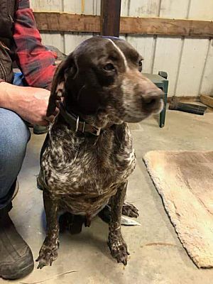 Battle Creek Mi German Shorthaired Pointer Meet Heidi Fritz A Pet For Adoption