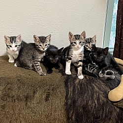 Photo of 6 unnamed m/f kittens