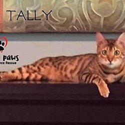 Photo of Tally