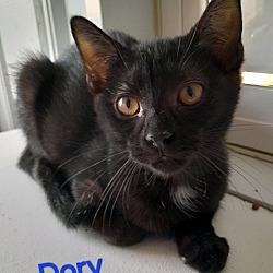 Thumbnail photo of Dory #1