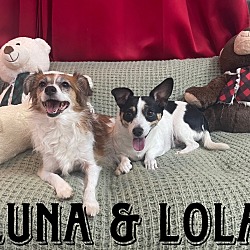 Photo of Lola (BONDED WITH LUNA)