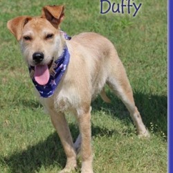 Thumbnail photo of Duffy #1