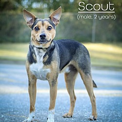 Thumbnail photo of Scout #1