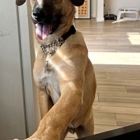 adopt a pet