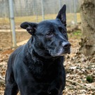 Adopt A Pet :: Ziggy - Versailles, KY