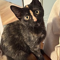 adopt-pet