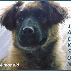 Photo of Jackson- Adoption Pending