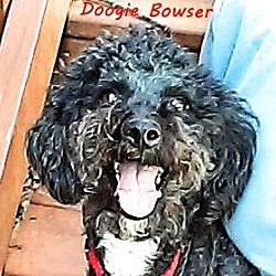 Thumbnail photo of Doogie Bowser #1