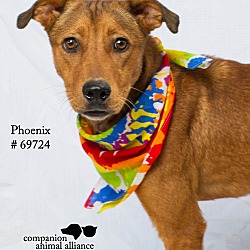 Thumbnail photo of Phoenix  (Foster Care) #2