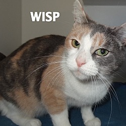 Thumbnail photo of Wisp-so pretty! #4