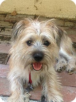 Los Angeles Ca Norfolk Terrier Meet Frankie A Pet For Adoption Adoptapet Com