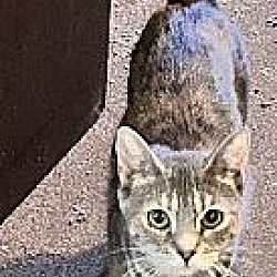 Thumbnail photo of Free female polydactyl cat #2