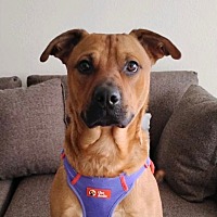 adopt a pet