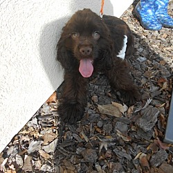 Thumbnail photo of Dale -Adopted! #2