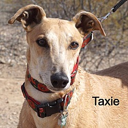 Photo of Taxie