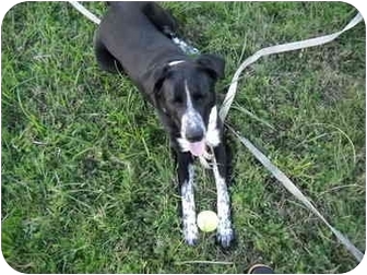 Tillamook Or Border Collie Meet Steve A Pet For Adoption