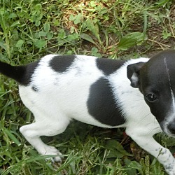 Thumbnail photo of Amber Gemstone~adopted! #3