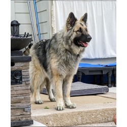 German shepherd hot sale rescue wny