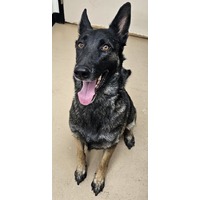 adopt-pet