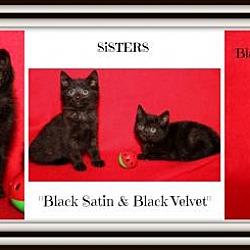 Photo of Black Satin & Black Velvet
