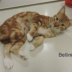 Thumbnail photo of Bellini #1