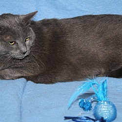 Thumbnail photo of Boo Boo (Spayed & Declawed) #3