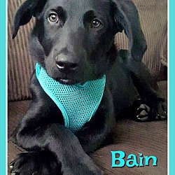 Thumbnail photo of Bain #1