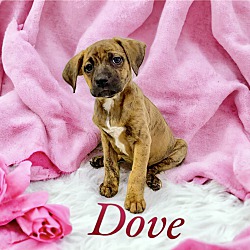 Thumbnail photo of Dove #2