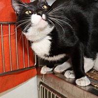 adopt a pet