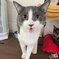 adopt a pet