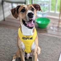 adopt a pet