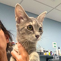 adopt a pet