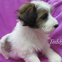 Thumbnail photo of Teddy #2