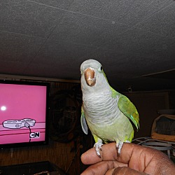 Thumbnail photo of Birdie the Quaker #2