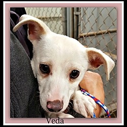 Thumbnail photo of Veda #2