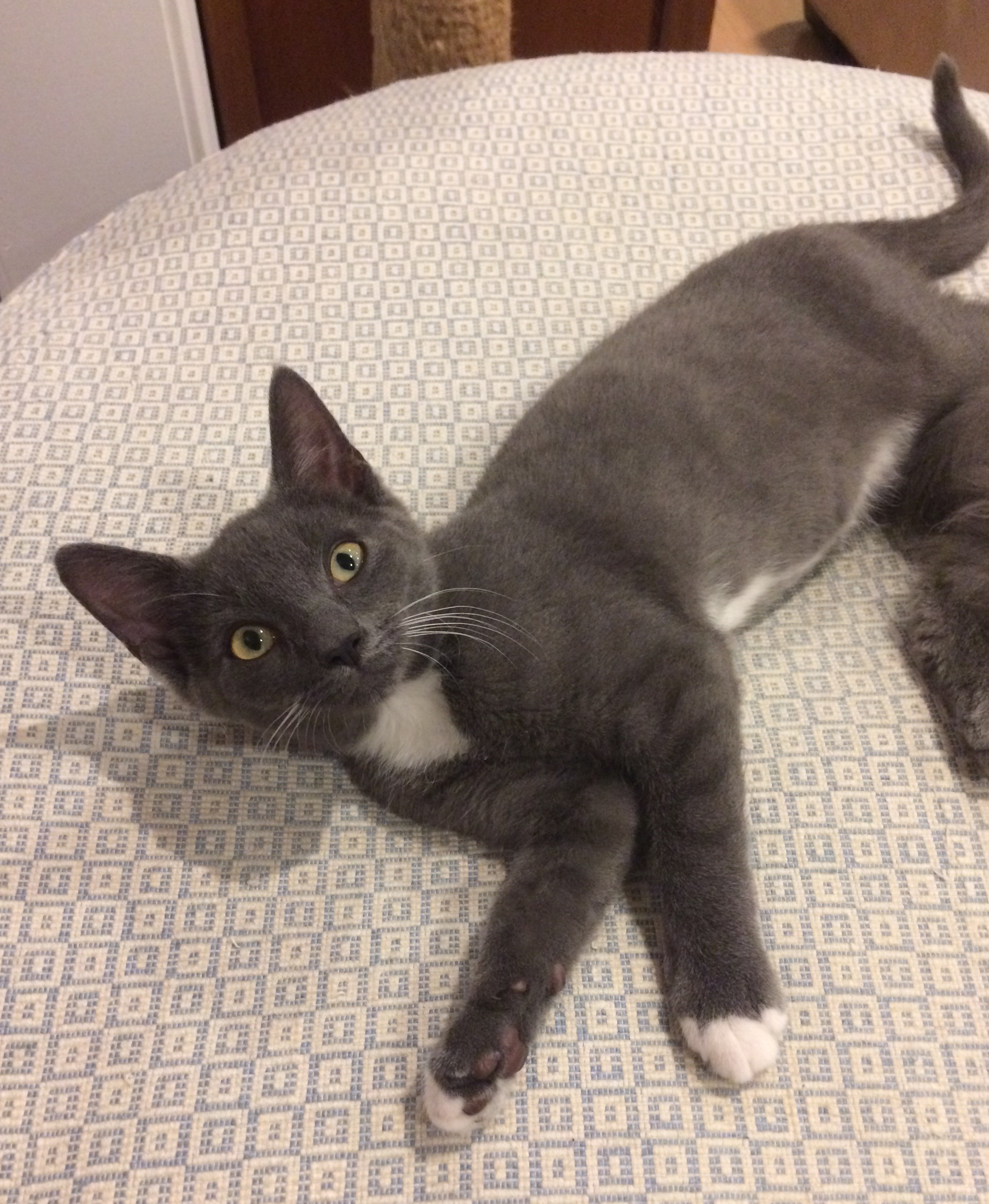 gray tuxedo kitten