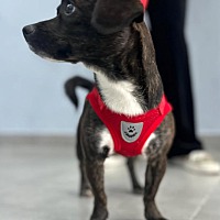 adopt-pet