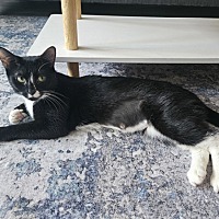 adopt a pet