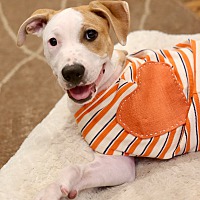 adopt a pet